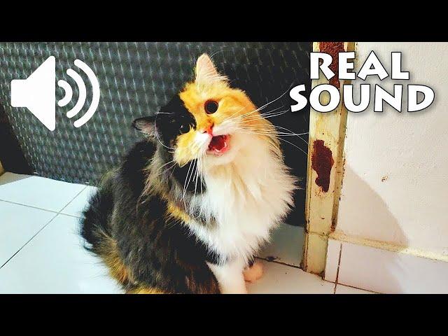 FEMALE CAT IN HEAT MEOWING - MATE CALLING  - PRANK YOUR PETS