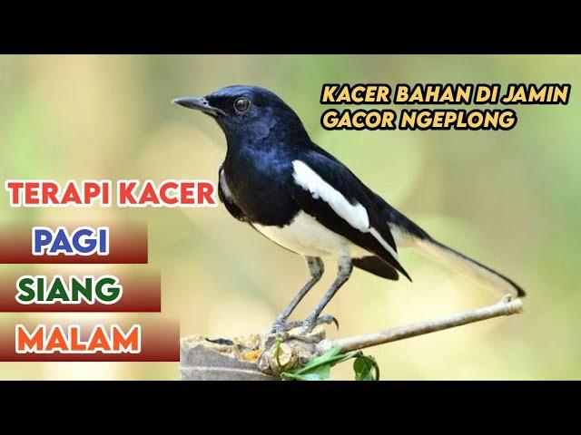 terapi awal pagi hari kacer bisu dan kacer bahan langsung nyaut ampuh merangsang emozi