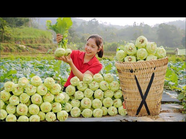 How to harvest kohlrabi  to sell at the market | cooking | Minh Daily Harvesting