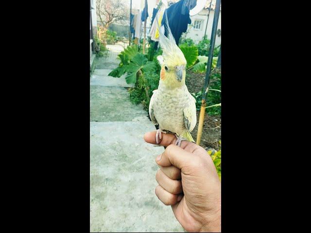 Hand tamed cockatiel | cacatúa domesticada a mano #cockatiel