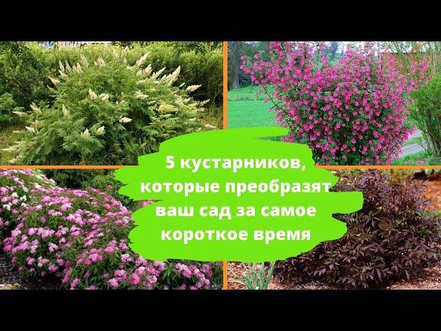 5 кустарников, которые преобразят ваш сад за короткое время