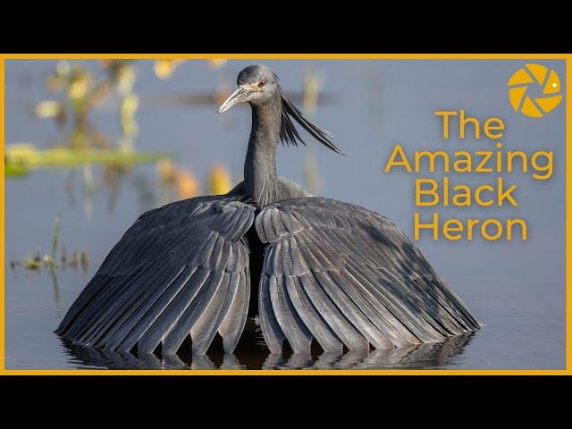 The AMAZING Black Heron in action!