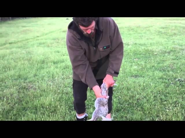 How to Skin and Gut a Rabbit in 10 Seconds, Kiwi Bushman Styles