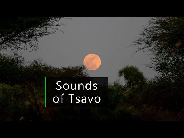 Nature and wildlife sounds from the African savanna - Night in Tsavo