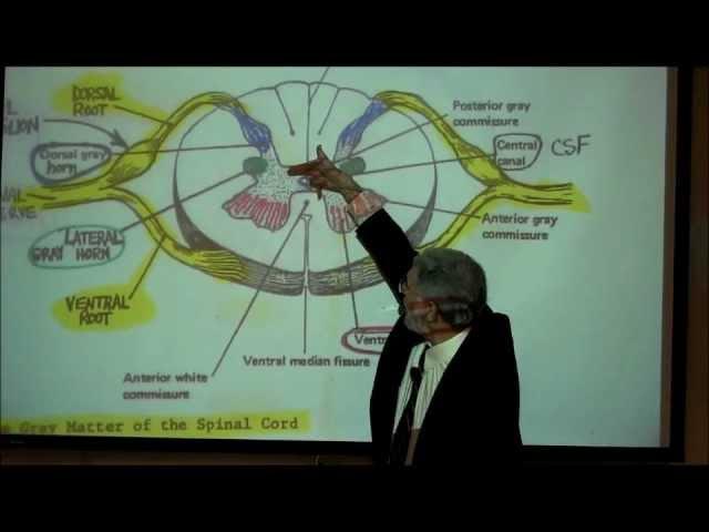 THE SPINAL CORD & SPINAL TRACTS; PART 1 by Professor Fink