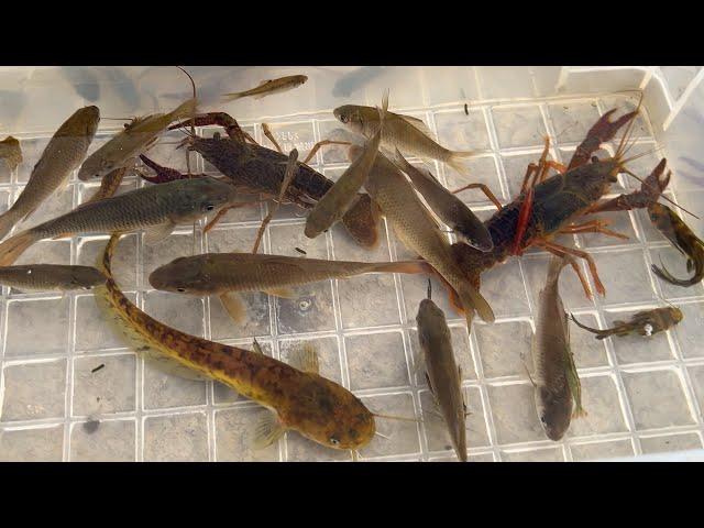 We caught creatures that live in the dirty sewer river. Japanese catfish, crayfish.