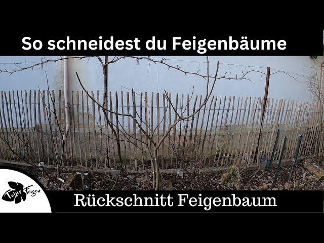 Feigenbäume schneiden | Formschnitt bei Feigen | Feigen zurückschneiden