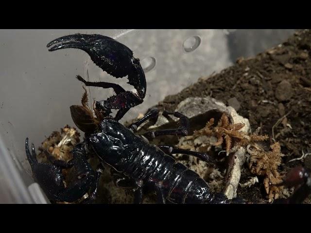 Asian Forest Scorpion eating a roach / warning live feeding