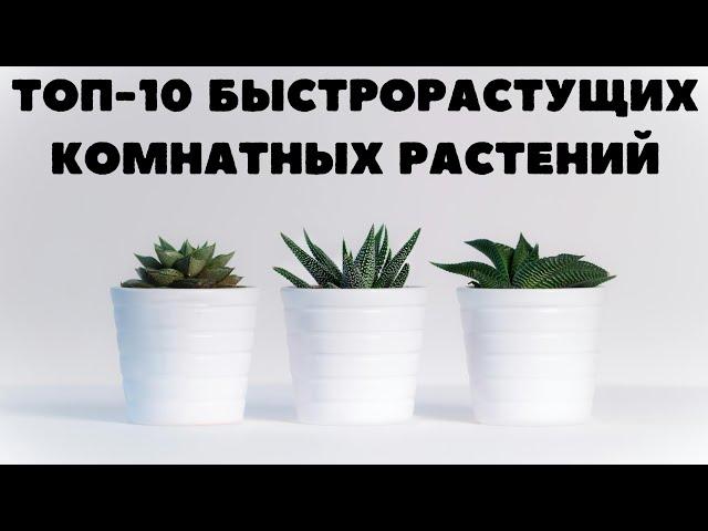 БЫСТРОРАСТУЩИЕ КОМНАТНЫЕ РАСТЕНИЯ ТОП-10