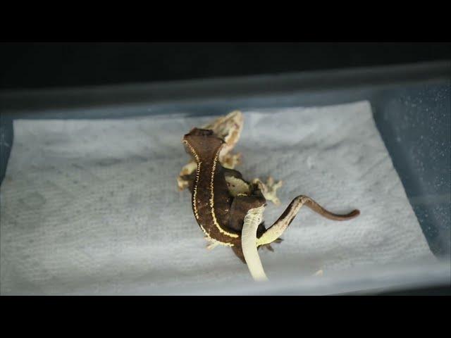 Crested Gecko Mating Behavior