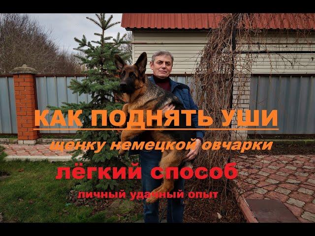 КАК БЫСТРО ПОСТАВИТЬ УШИ ЩЕНКУ НЕМЕЦКОЙ ОВЧАРКИ//ПОДКЛЕЙКА УШЕЙ ЩЕНКУ//БЫСТРЫЙ СПОСОБ