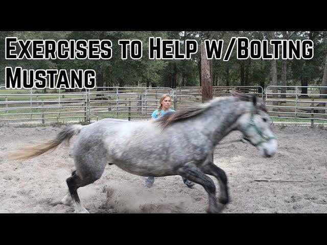 Exercises to Help Bolting Mustang  | Salt Wells Creek 2024