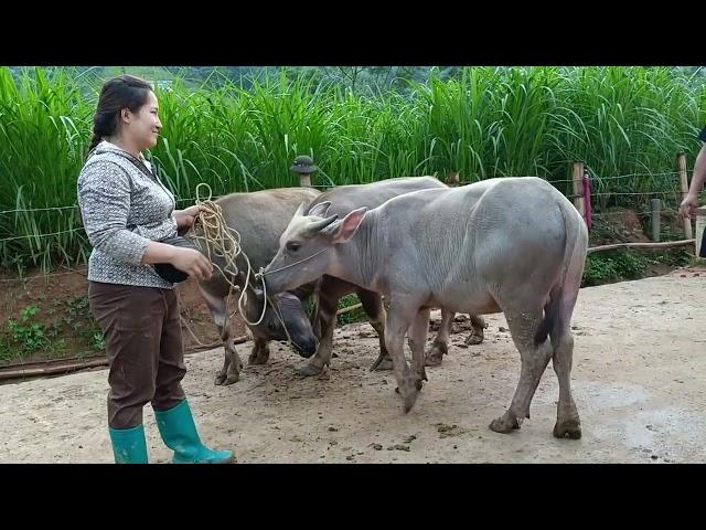 phiên này chợ trâu bò nghiên loan bác Kạn không đủ trâu bán do nhu cầu khách cao Bàng mua nhiều #tp