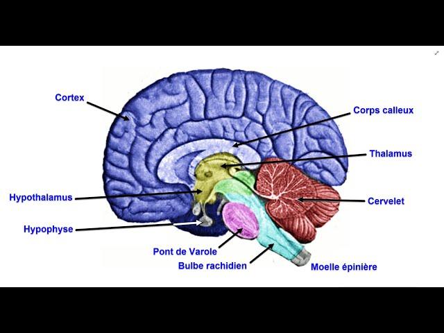 L'encéphale - Le système nerveux central