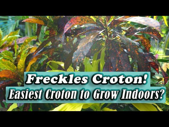 Easiest Croton Houseplant || Freckles Croton Plant Spotlight || How to Grow Croton Indoors