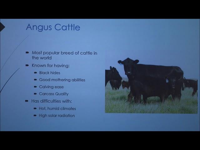 Comparing Bos taurus and Bos Indicus cattle (2018)