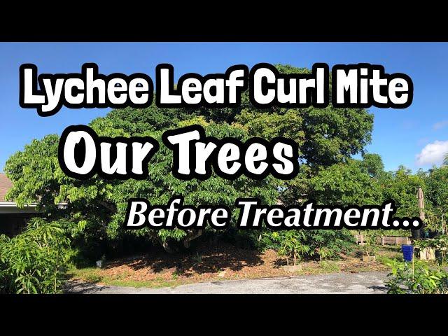 Lychee Leaf Curl Mite | Our Trees Before Treatment