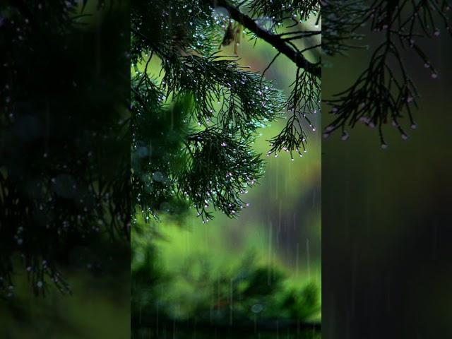 9:16 Rain Free to Use No Copyright Video | Copyright Free Videos | Free Stock Videos | Free Footage