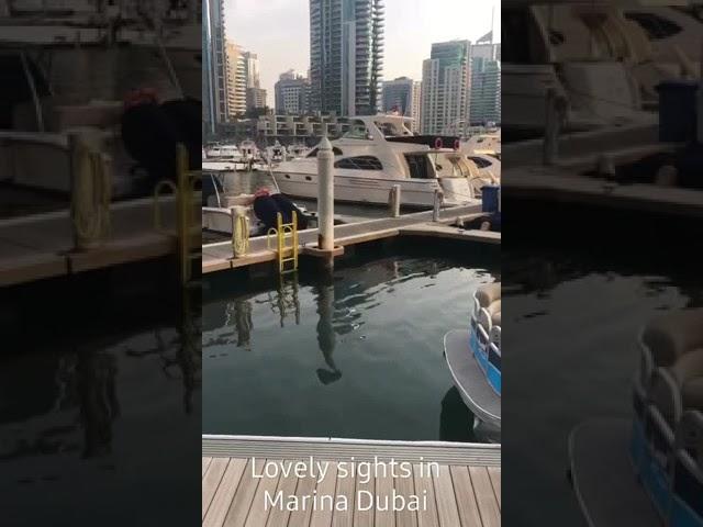 My Fun place | A must see in Dubai #marinadubai #marinawalk #Chychy