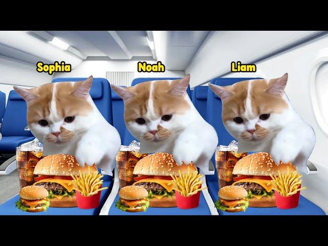 Cat Memes Family Road Trip Compilation