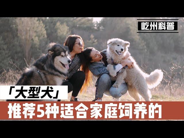 推荐5种适合家庭饲养的大型犬，不仅很聪明，而且非常有安全感！