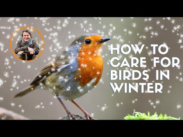 David Domoney: How to care for birds in the winter