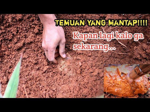 Beruntung nemu bahan kecubung ungu asihan