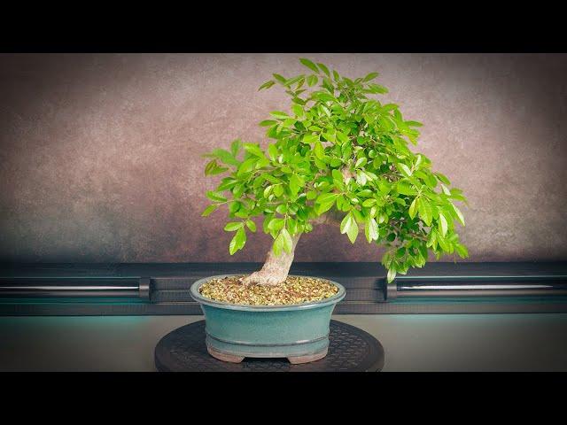 Chinese elm bonsai pruning (tree 3 - part 2)