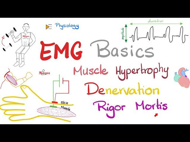 Electromyography (EMG) Basics, Muscle Hypertrophy, Denervation, Rigor Mortis - Muscle Physiology