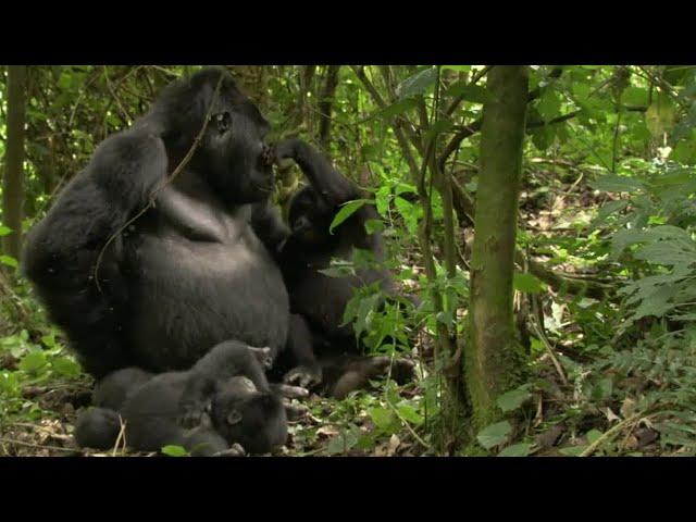 Playful Adult Gorilla | Mountain Gorilla | BBC Earth