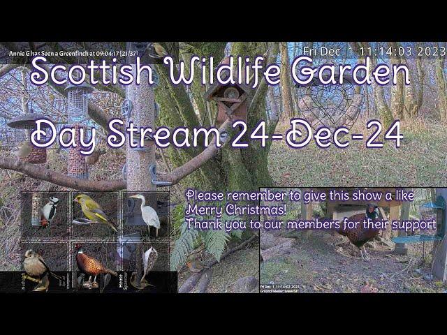 Day Stream December 24th 2024 | Bird Feeders, Wildlife Cameras Scotland UK from SWG