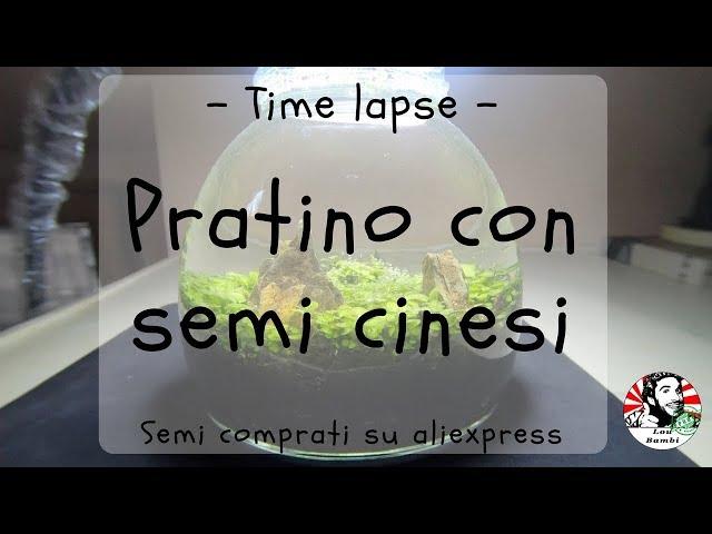 Pratino con semi cinesi - Timelapse