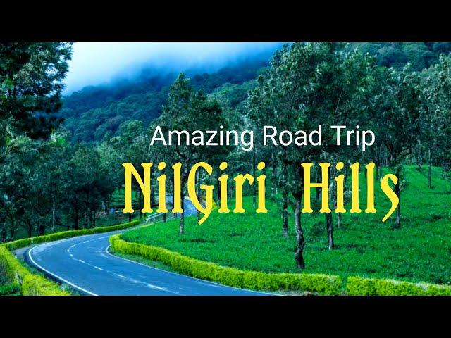 Nilgiri Hills Road Trip | Nilgiri Mountain Forest |  #travelmining #ootytravel