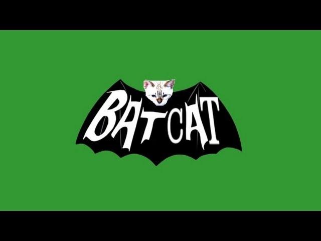 Batcat (Batman Parody)