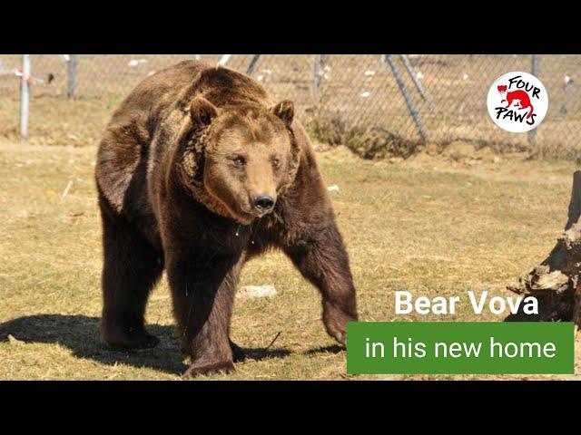 Update on bear Vova