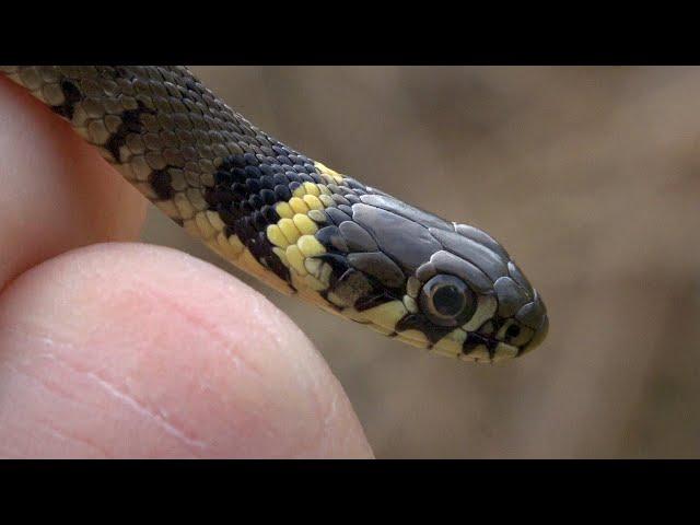 First snake of the year - Barred Grass Snake - Natrix Helvetica - London