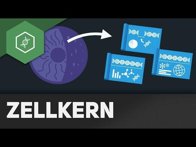 Zellkern - REMAKE