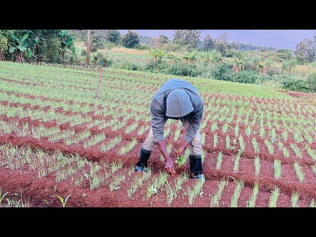 How to manage onions seedlings