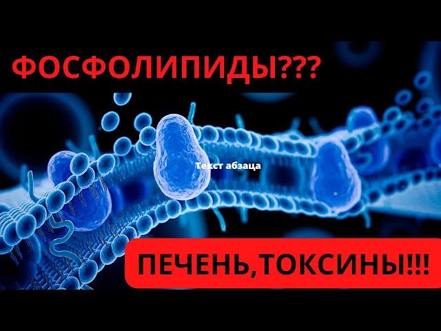 ФОСФОЛИПИДЫ -ЧТО ЭТО? ПОЧЕМУ ТАК ВАЖНЫ? В КАКИХ ПРОДУКТАХ ЕСТЬ?