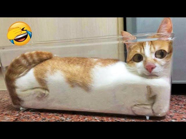 CATS will cheer you up Funny Cats Videos 2023