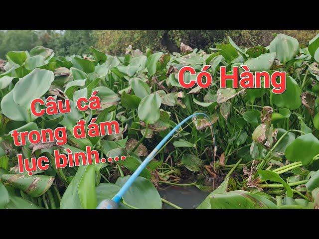 Cha con đi câu đêm trong đám lục bình. thả cần là có cá ăn | Săn bắt SÓC TRĂNG |