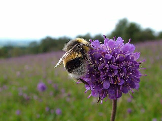 Averting the Insect Apocalypse: a talk by Professor Dave Goulson