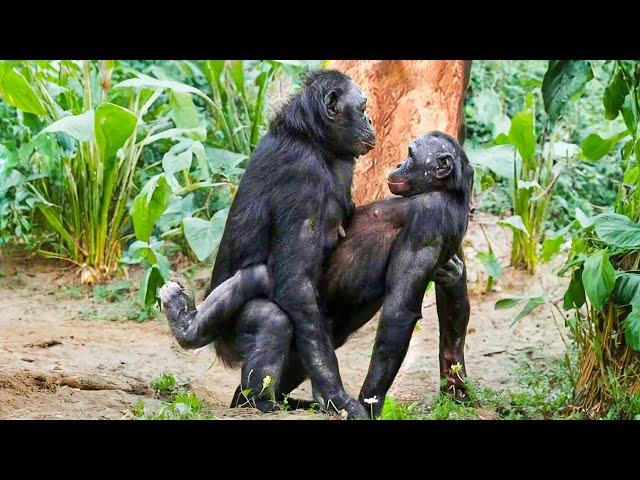 When Nature Calls - The Raw Power Of Animals Mating