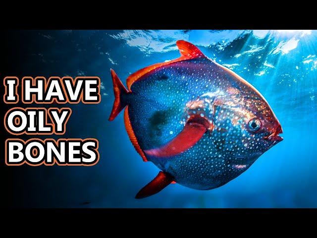 Opah Facts: The Moon Fish  | Animal Fact Files