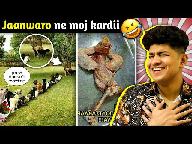 ये जानवर कभी नहीं सुधरेंगे FUNNIEST ANIMALS CAUGHT ON CAM