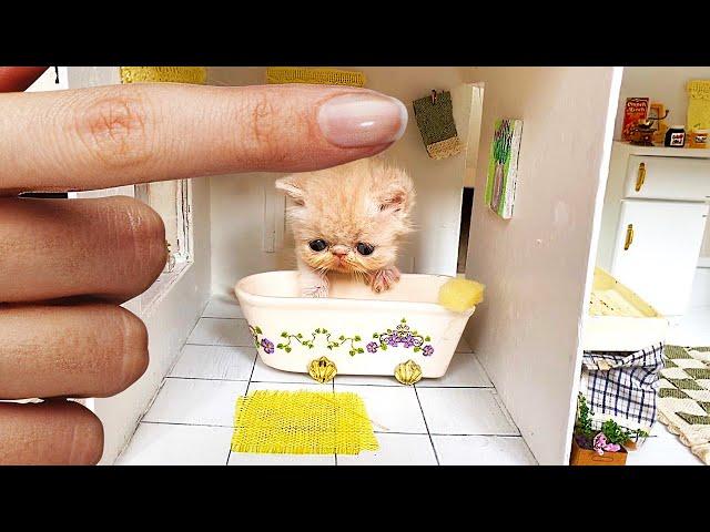 RESCUE the Smallest KITTEN in the World !! And building a NEW HOUSE for CAT