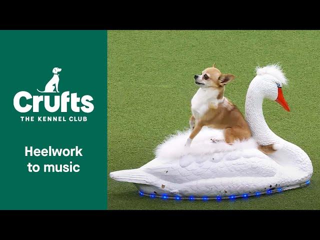 Stunning Chihuahua Swan Lake Routine at Crufts 2022