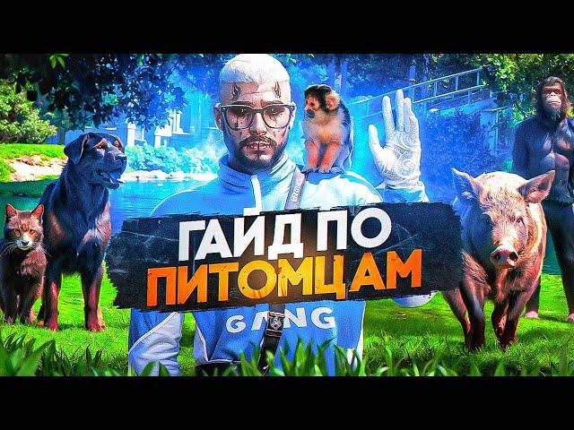 КАК КУПИТЬ ЖИВОТНОЕ В GTA 5 RP? БЫСТРЫЙ ГАЙД ПО ПИТОМЦАМ на ГТА 5 РП