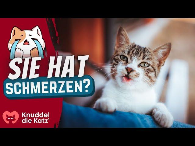 SO zeigt Dir Deine Katze, dass sie Schmerzen hat (und Du ignorierst es)