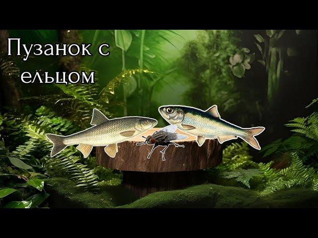 Пузанки и ельцы / Красивая меча / Русская рыбалка 3